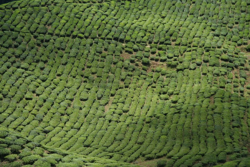 Teeplantagen C. Highlands1